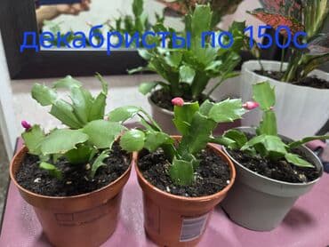 Декабристы (Schlumbergera) в горшках. Окраска цветов: белая