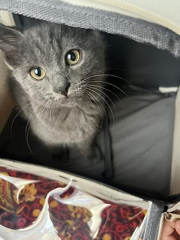 кошка дом: Котёнок с однотонной серо‑голубой шерстью и янтарными глазами — 4