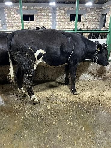 свекла красный: Продаю | Корова (самка) | Бельгийская | Для молока | Привязанные — 3