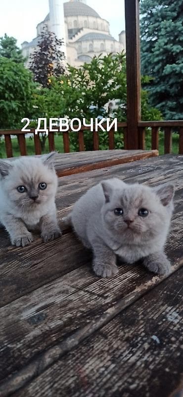 британская короткошерстная: Британские короткошерстные ДЕВОЧКИ, котята 1.5 месяцев окраса поинт — 1