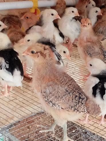 в связи с переездом отдам попугая жако в добрые руки: Продаю | Цыплята | Домашняя | Для разведения — 2