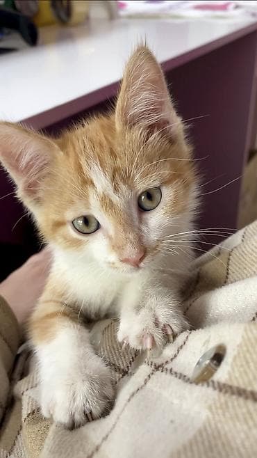 отдам даром в хорошие руки: Кошка даром: Беспородная, 1 месяц, Мальчик, Приучена к лотку — 1