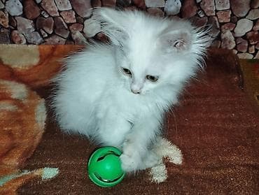кошка рыжая: Беспородная, 2 месяца, Девочка, Белый, Приучена к лотку — 3