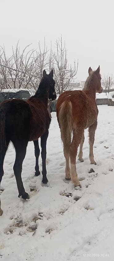 Зоотовары: Продаю | Жеребенок | Для разведения — 2