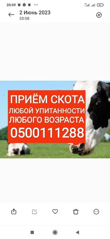 ферма: Сатып алам | Уйлар, букалар, Жылкылар, аттар, Башка а/ч жаныбарлары | Күнү-түнү, Бардык шартта, Союлган