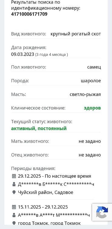 бык симментал: Продаю | Бык (самец) | Шароле | На откорм, На забой, Для разведения | Осеменитель — 2