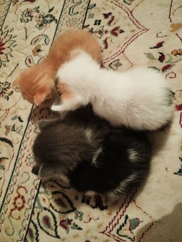 кошка домашняя: Котята-домоседы, помёт из 4 малышей: - Окрас: рыжий однотонный; белый — 1