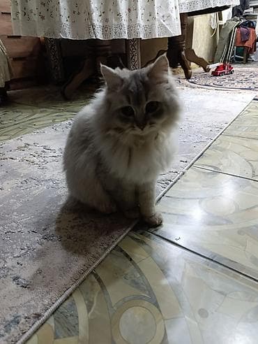 Продажа кошек: Пушистая домашняя кошка, длинношёрстная, серебристо‑дымчатого окраса — 4