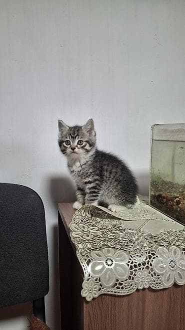 Продажа кошек: Отдаём котят в добрые руки. 1 кот,2 кошки. Мама вислоухая шатланка - — 3