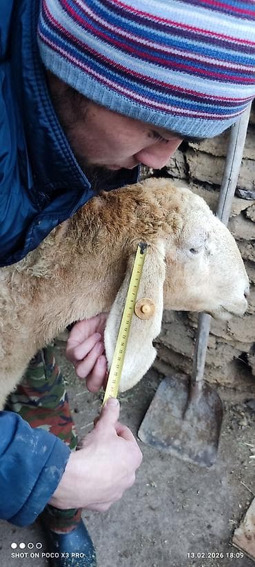 сельскохозяйственные животные продажа: Продаю | Овца (самка) | Арашан | Для разведения | Матка — 6