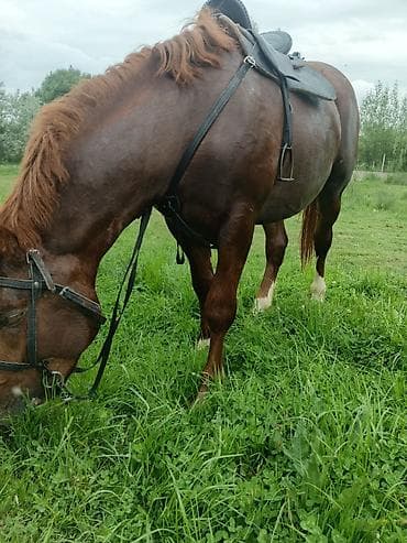 продаю будку: Продаю | Конь (самец), Жеребец, Жеребенок | Першерон, Дончак | На забой, Для разведения, Для молока — 3