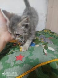 carters для мальчика: Кошка даром: Беспородная, 1 месяц, Мальчик, Приучена к лотку — 5