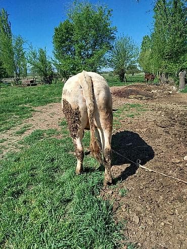 бельги: Продаю | Бык (самец) | На откорм | Привязанные — 3