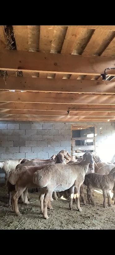 продаю гусят: Продаю | Овца (самка) | Для разведения | Матка — 2