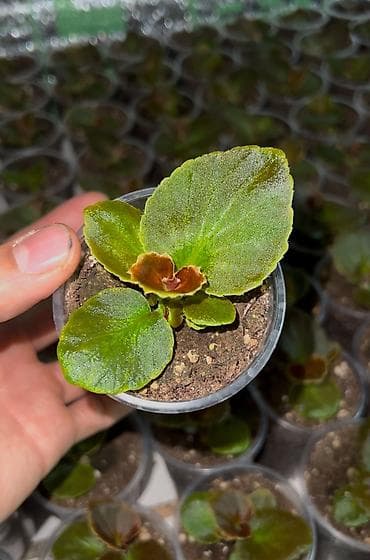 талас алма: Уруктар гүлдүн — 2