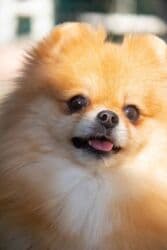 Вязка собак: Шпиц, 3 года, Самка — 18