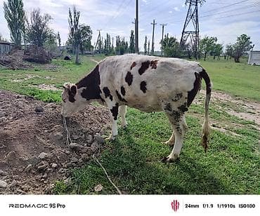 пародистые каровы: Продаю | Корова (самка) | Привязанные — 3