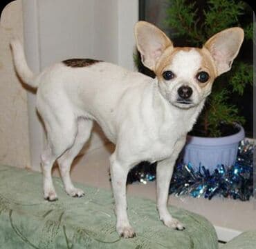 Ветеринар кызматы: 😍 СРОЧНО! 🐾 Только сегодня и завтра! Если вы очень мечтаете кому-то — 4