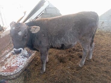 собака спанель: Продаю | Бык (самец), Музоо, торпок | Алатауская | На откорм — 3