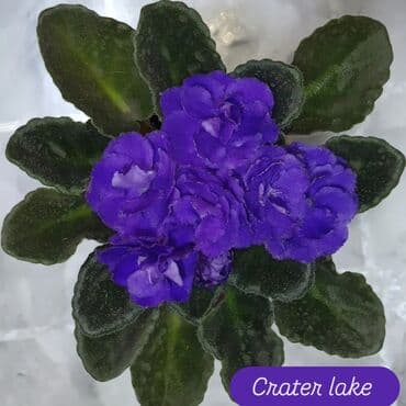 В продаже детки,пасынки сортовых мини и полумини фиалок 🌺🌿🌺 at lalafo.kg В продаже детки,пасынки сортовых мини и полумини фиалок 🌺🌿🌺