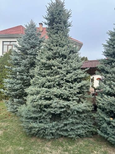 где можно купить саженцы павловния в кыргызстане: Саженцы деревьев: Ели — 3
