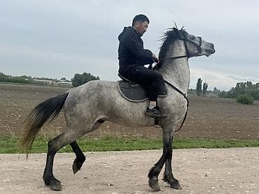 лошадь купить: Продаю | Жеребец | Рабочий — 3