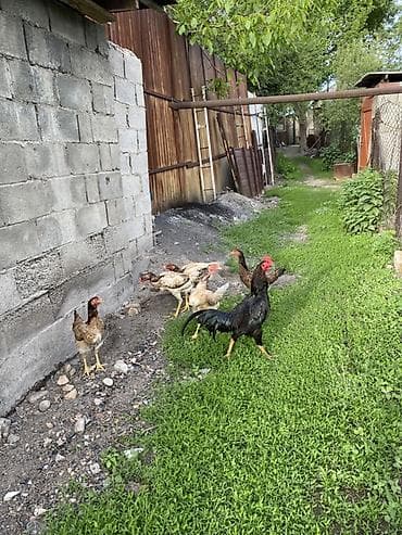 фазаны цыплята: Продаю | Куры, Петух | Дакан | Для разведения, Несушки, Для боев — 3