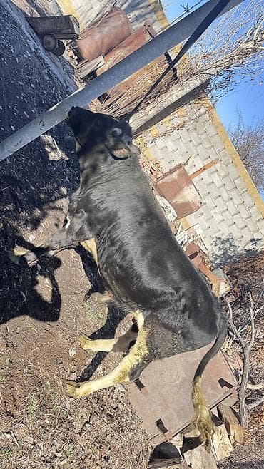 кукуруза сорт маями: Продаю | Бык (самец) | Ангус | На откорм, На забой, Для разведения | Племенные — 5