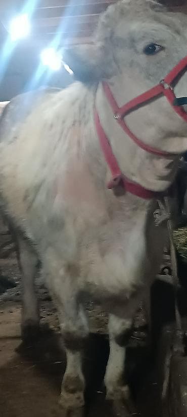 куплю корову: Продаю | Корова (самка) | Для молока | Привязанные — 2