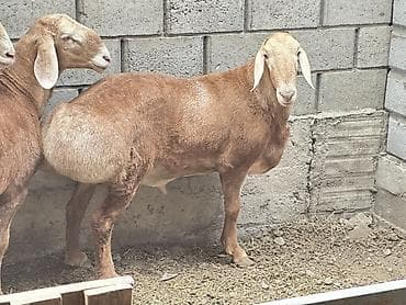 Баран, овца: Продаю | Баран (самец) | Для разведения | Племенные — 8