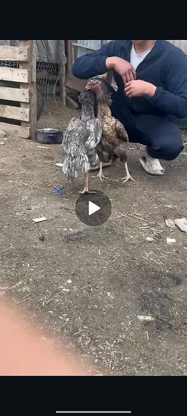 Продаю | Куры | Бойцовая | Для разведения