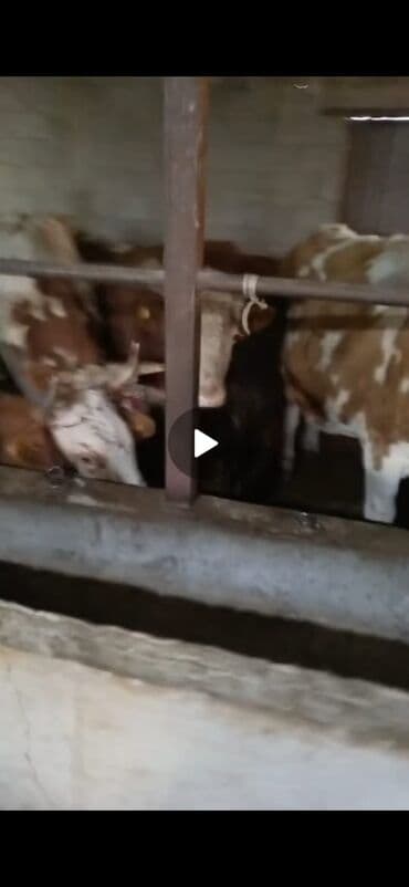 продаю музоо торпок корова самка бык самец айрширская ангус алатауская на забой для разведения на откорм племенные нетель привязанные: Продаю | Бык (самец) | Полукровка | На откорм | Привязанные — 4