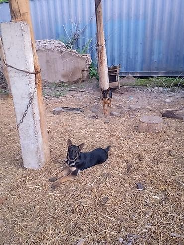 сабака тайган: Щенки немецкая овчарка - Возраст: молодые щенки 6 месяцев - Окрас — 3