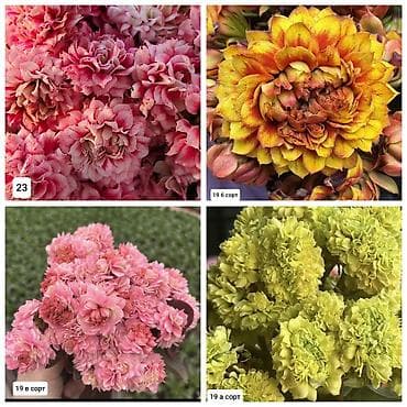 деткие: В продаже детки гибридных сортов каланхоэ по 150 с Бишкек ‼️ — 5