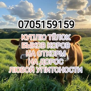 малёк рыбы: Приём скота — 4