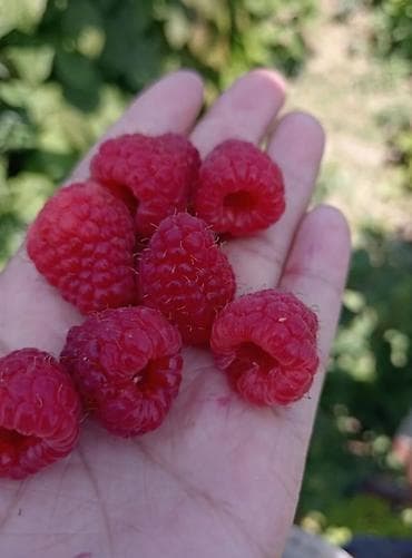 отходы для животных: Малина кочот сатылат.сорт оригинал Полька 3- жылдык. Адрес Петровка — 3