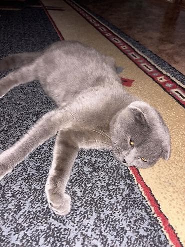 Мышыктар: Шотландская вислоухая кошка (Scottish Fold), окрас голубой (серый — 1