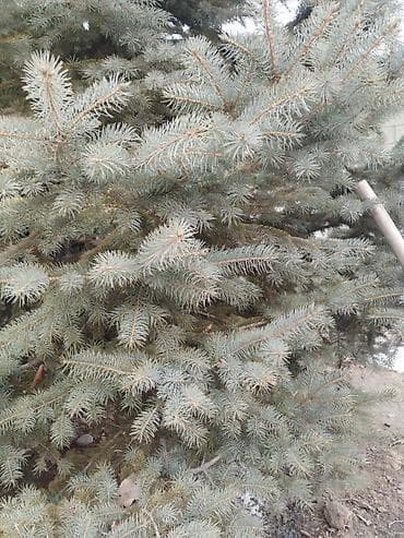Ель голубая (Picea pungens glauca) для озеленения участка. -