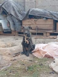 Питбуль, 5 месяцев, Самец, С прививкой at lalafo.kg Питбуль, 5 месяцев, Самец, С прививкой