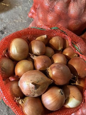 купить морковь: Лук Оптом, Бесплатная доставка — 3