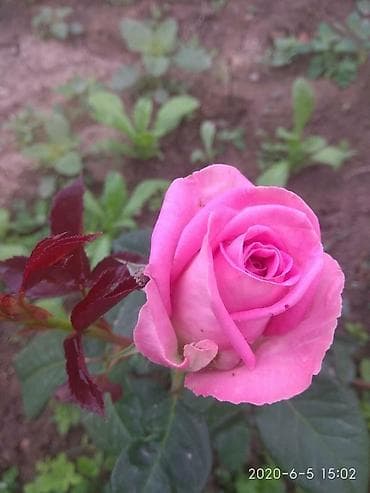 pro group: 3 комнаты, Да — 1