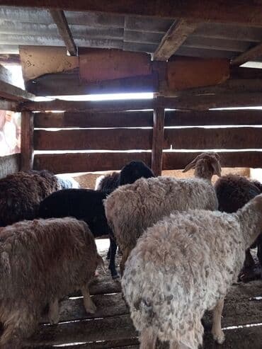 продажа щенков немецкой овчарки в бишкеке с документами: Сатам | Ургаачы кой (ургаачы) | Көбөйтүү үчүн | Жасалма жол менен боозутуу — 5