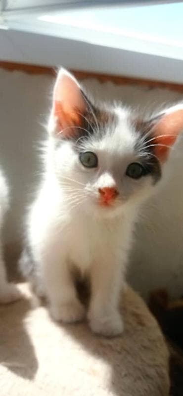 Котята из приюта ищут дом и семью, от блох и глистов обработаны, к