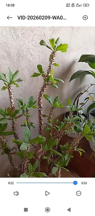 аквариумы дешево: Распродажа комнатных цветов! Сенсевиерии отростки от150с.! в горшках — 5