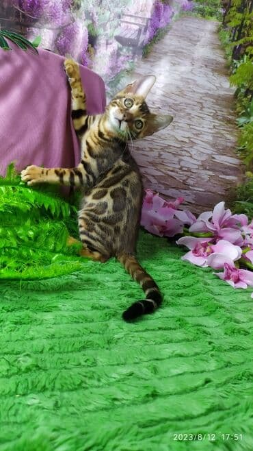 сколько стоит котенок британской золотой шиншиллы: Друзья. Бенгальские котята !! Проф.Питомник Бен Гла Мур предлагает — 1
