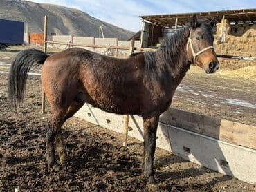 соль для животных: Продаю | Жеребец | Рабочий | Племенные, Осеменитель — 2
