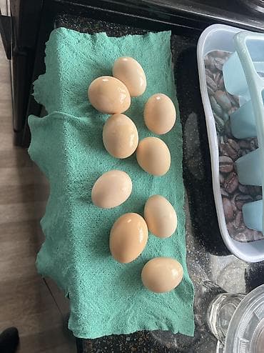 породы кур: Продаю | Куры, Петух — 2