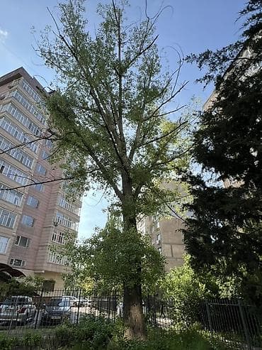 Дерево, около 15 метров. Нужно спилить, если кому нужны дрова