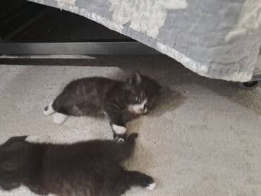 крыса домашняя: Котёнок, пушистый черно‑дымчатый с белыми “носочками” и грудкой — 9