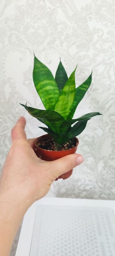 семена павловния купить в бишкеке: Зефирантес розовый 150 сом (3-4 луковицы в стакане) - ул.7 апреля 2/7 — 19